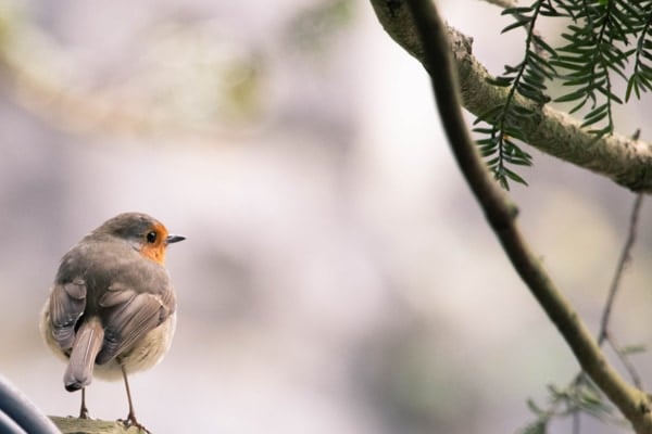 朝チュンの謎に科学が迫る：野鳥はなぜ早朝に鳴くのか？