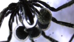 「メタンを食べる」ウミグモが発見されるの画像 1/3
