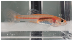 地中に棲む「美しい希少魚」を発見！オスが口の中で子育て？の画像 2/4
