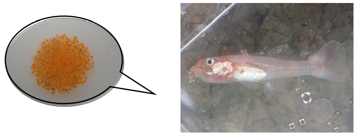 地中に棲む「美しい希少魚」を発見!オスが口の中で子育て?の画像 4/4