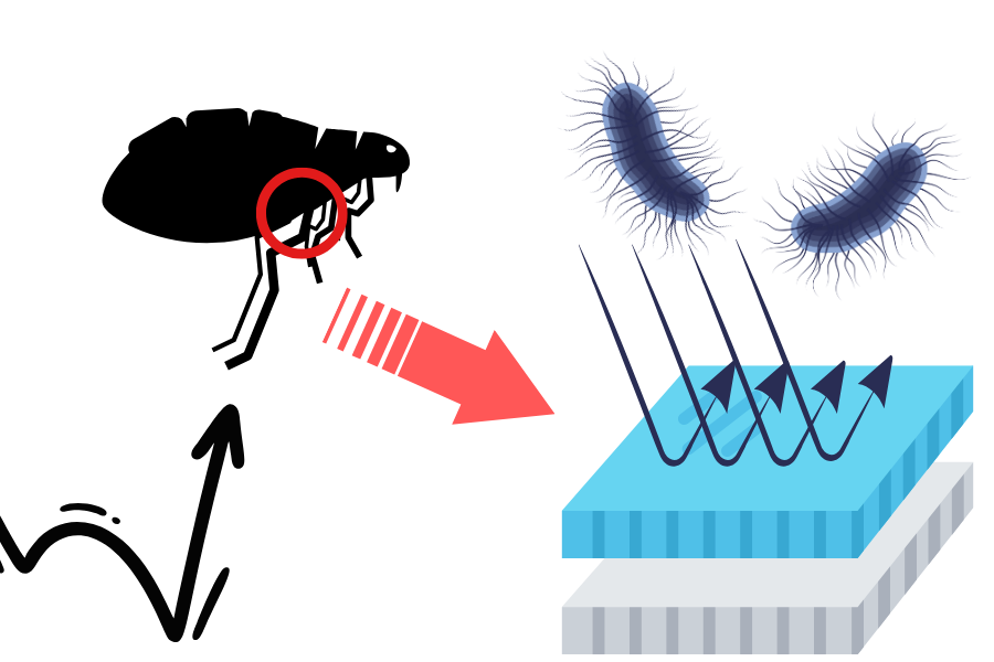 ”ノミの跳躍を生むタンパク質”から細菌を100%跳ね返すコーティングを開発の画像 3/4