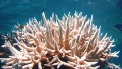 サンゴ礁消滅で二酸化炭素がより多く海に溶ける