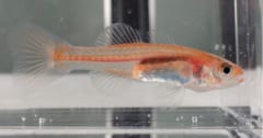 地中に棲む「美しい希少魚」を発見！オスが口の中で子育て？の画像 1/4