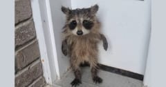 玄関に小さな門番が！「二本足で立つ」ずぶ濡れの赤ちゃんアライグマが発見されるの画像 1/2