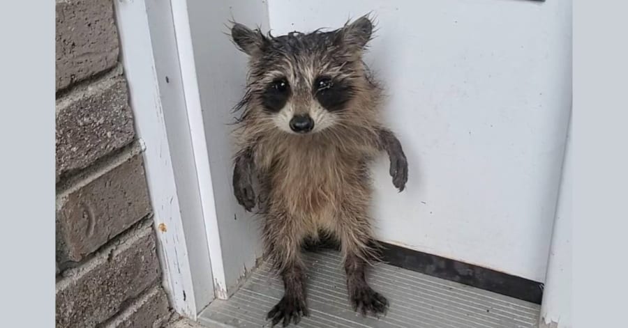 玄関に小さな門番が！「二本足で立つ」ずぶ濡れの赤ちゃんアライグマが
