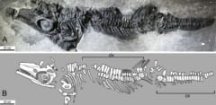 1916年に発見された化石、「ジュラ紀の新種魚竜」と判明！の画像 3/3