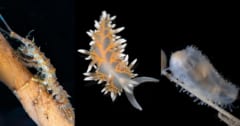 人類未到の「深海ワンダーランド」を発見！新種も続々？の画像 1/7