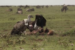 ”腐肉を食べる動物”の減少が人間に「ある問題」を生じさせているの画像 2/4