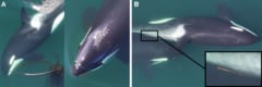 昆布を使ったシャチの奇妙なルーティンを初発見！の画像 2/4