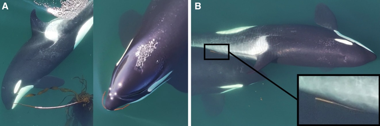 昆布を使ったシャチの奇妙なルーティンを初発見!の画像 2/4