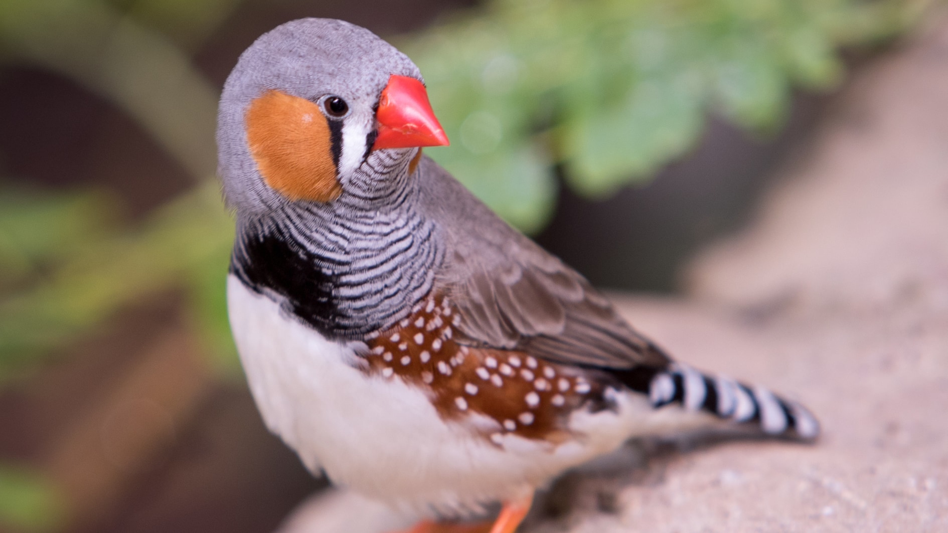 「この先生がいい!」の正体を発見――師匠選びの脳科学(鳥)の画像 2/5