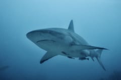 【サメの意外な弱点】逆さまにひっくり返すと「フリーズ」するの画像 3/3