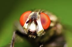 生物界で一番「目がいい」のは？タイプ別に1位を発表の画像 4/4