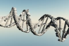”DNAの接着剤”タンパク質が発見される！老化関連の脳疾患の治療への画像 2/4