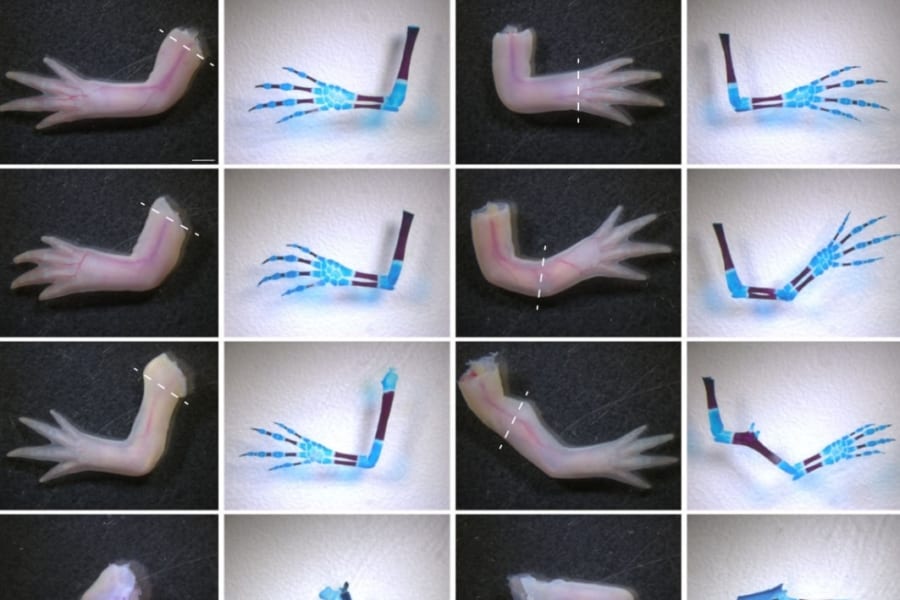 ニキビ薬成分が手足再生メカニズムを制御していたと判明