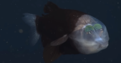 スケルトン頭を持つ深海魚「デメニギス」、スケスケにするメリットとは？の画像 1/2