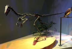 7300万年前の北極で鳥が繁栄していた証拠を発見！の画像 4/4