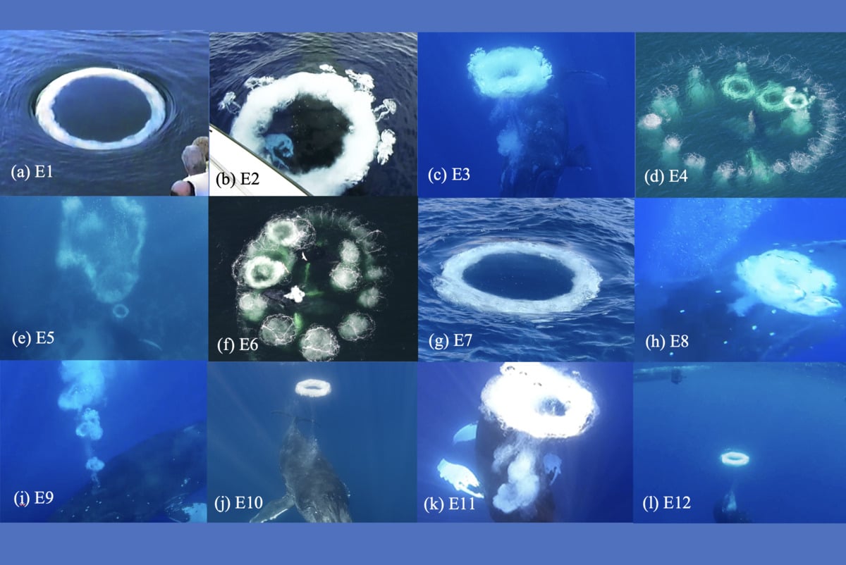 バブルリングで人間と意思疎通を図るクジラを発見!の画像 2/3