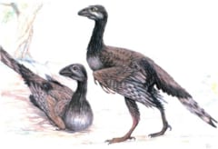 7300万年前の北極で鳥が繁栄していた証拠を発見！の画像 3/4
