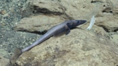人類未到の「深海ワンダーランド」を発見！新種も続々？の画像 6/7