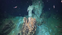 人類未到の「深海ワンダーランド」を発見！新種も続々？の画像 3/7