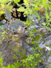 ガラパゴス諸島のトマトが急速に「逆進化」していたの画像 2/3