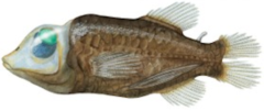 スケルトン頭を持つ深海魚「デメニギス」、スケスケにするメリットとは？の画像 2/2
