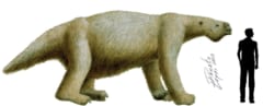 象サイズの巨大ナマケモノはいかに誕生し、なぜ絶滅したのか？の画像 3/4