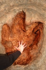 恐竜は信じられてきたよりも「4倍遅かった」かもしれないの画像 2/4
