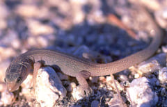 【ヨルトカゲ】メキシコにいたのに隕石衝突を生き延びていたと判明の画像 3/3