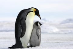 コウテイペンギンが従来の予測より「急速なペースで消えている」と判明の画像 2/3