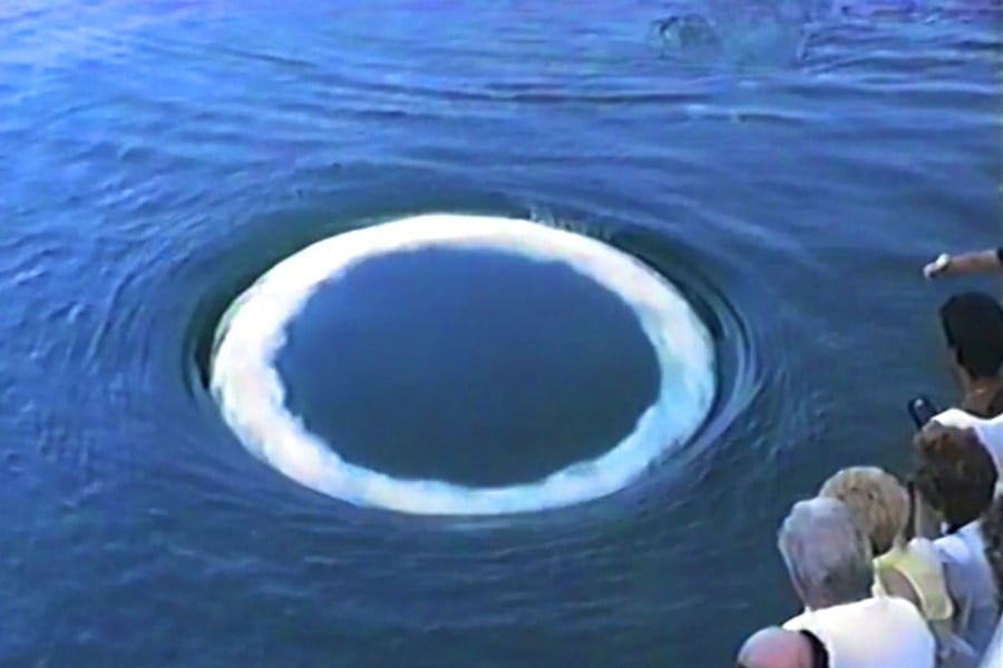 バブルリングで人間と意思疎通を図るクジラを発見!の画像 3/3