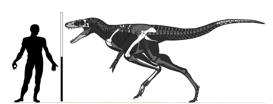 新種のティラノサウルス「竜の王子」をモンゴルで発見!の画像 2/3
