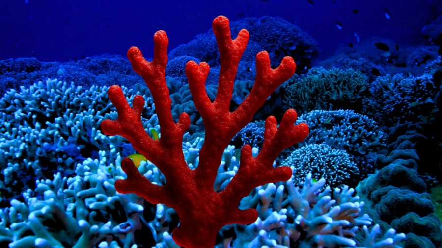 サンゴ礁が失われる「利点」にあえてフォーカスした研究が発表