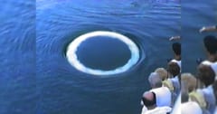 バブルリングで人間と意思疎通を図るクジラを発見！の画像 1/3