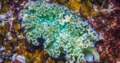 ウミウシが「盗んだ葉緑体」を使いこなせる秘密を解明！の画像 1/3
