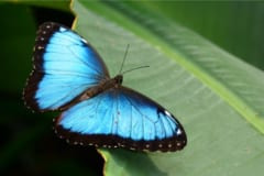 なぜ「青バラ」は存在しないのか？ 生物が“青い色素”を作るのが難しい理由の画像 4/4