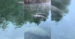 【史上最大規模】700頭を超える「マナティー」が一堂に会する光景を発見！の画像 1/2