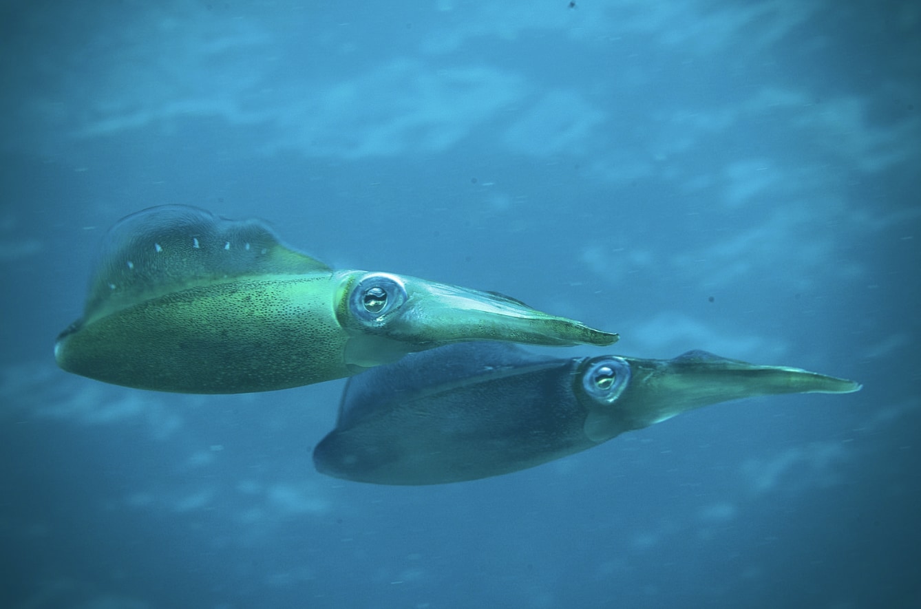 1億年前の岩石から「39種の新種イカ」を発見!の画像 2/3
