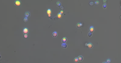 「尿から高価な物質を生成する」酵母の開発に成功の画像 1/4