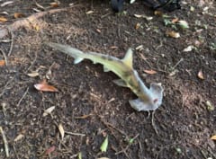 空からハンマーヘッドシャークが降ってきた！ 謎の真相とは？の画像 3/4