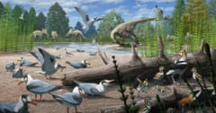 7300万年前の北極で鳥が繁栄していた証拠を発見！の画像 1/4
