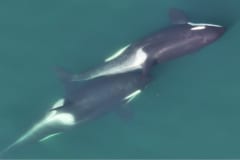 昆布を使ったシャチの奇妙なルーティンを初発見！の画像 4/4