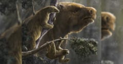 象サイズの巨大ナマケモノはいかに誕生し、なぜ絶滅したのか？の画像 1/4