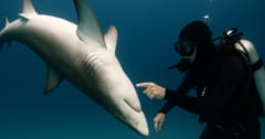 【サメの意外な弱点】逆さまにひっくり返すと「フリーズ」するの画像 1/3