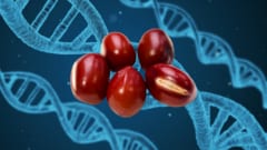 考古学×遺伝学が塗り替える農業史 
