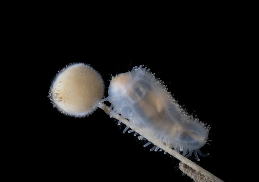 人類未到の「深海ワンダーランド」を発見!新種も続々?の画像 7/7