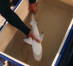 【サメの意外な弱点】逆さまにひっくり返すと「フリーズ」するの画像 2/3
