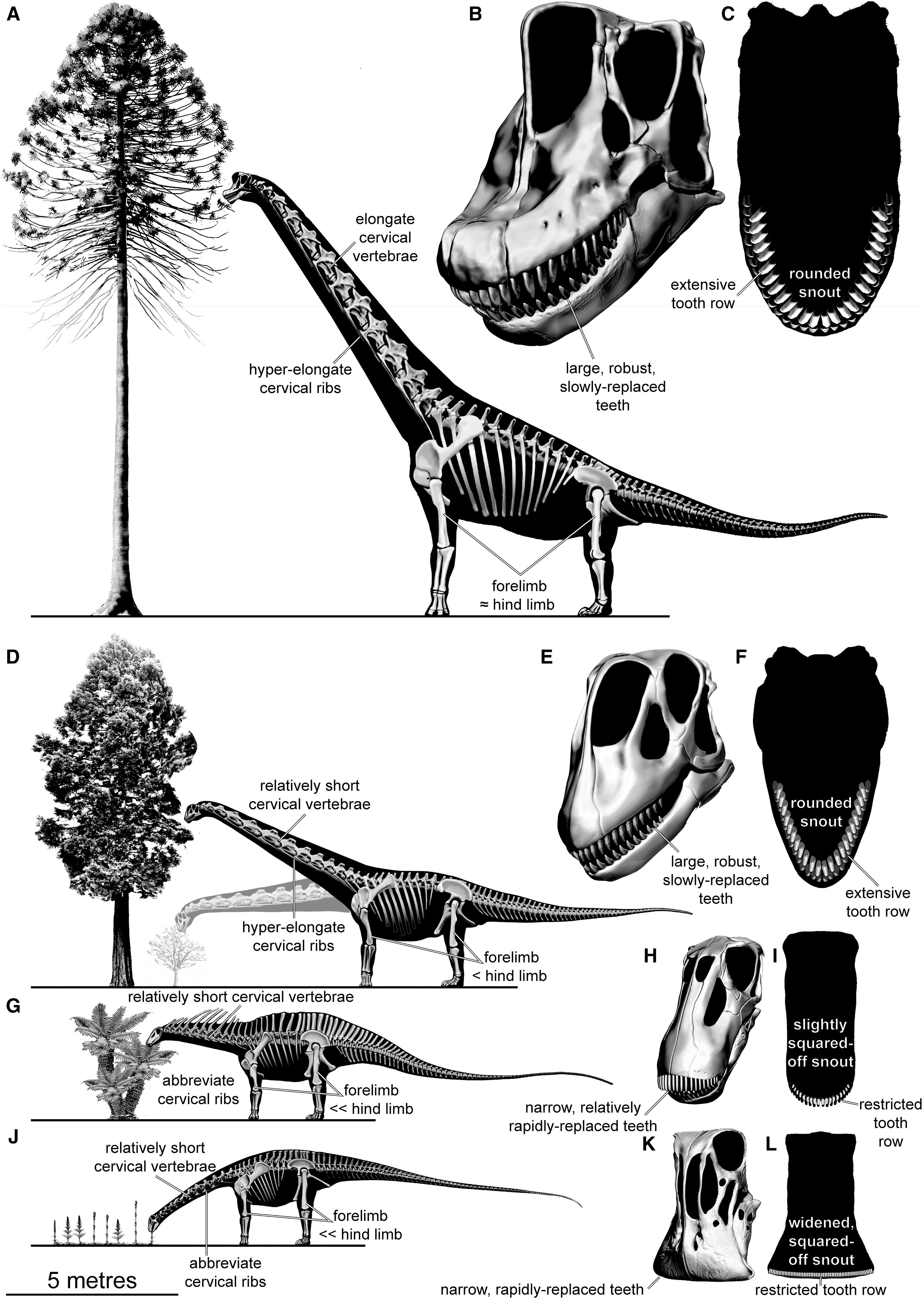 首長恐竜は「植物を噛まずに丸呑み」していた!史上初の腸内化石を発見の画像 3/3
