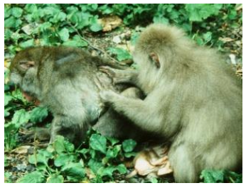 サルも「親しかった仲間の遺体」に寄り添う!数十年にわたる調査で発見の画像 4/4